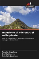 Tsveta Angelova, Svetla Gateva, Gabriele Jovtchev - Induzione di micronuclei nelle piante