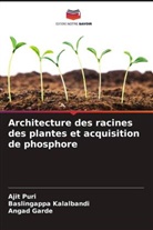 Angad Garde, Baslingappa Kalalbandi, Ajit Puri - Architecture des racines des plantes et acquisition de phosphore