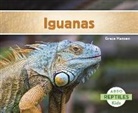 Grace Hansen - Iguanas