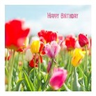 Postkarte / Birthday Tulpen