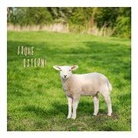 Postkarte / Schaf Ostern