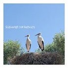 Postkarte / Störche Nachwuchs