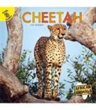 Jackson, Lisa Jackson - Cheetah