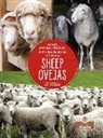 Amy Culliford - Ovejas (Sheep) Bilingual