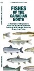 Matthew Morris, Waterford Press, Waterford Press Waterford Press, Raymond Leung, Leung Raymond Leung Raymond - Fishes of the Canadian North
