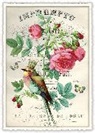 Postkarte / Pfingstrose mit Vogel / hoch / blanko