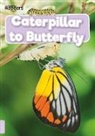 William Anthony - Caterpillar to Butterfly
