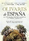 OLIVARES DE ESPAÑA: RECORRIDO POR LA BIOGRAFIA DEL OLIVAR