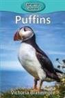 Victoria Blakemore - Puffins