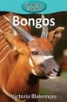 Victoria Blakemore - Bongos