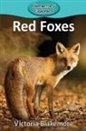 Victoria Blakemore - Red Foxes