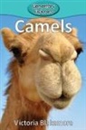 Victoria Blakemore - Camels