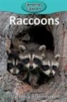 Victoria Blakemore - Raccoons