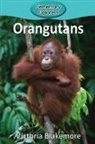 Victoria Blakemore - Orangutans