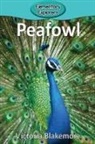 Victoria Blakemore - Peafowl