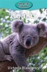 Victoria Blakemore - Koalas