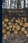 E M Coventry - Ficus Elastica