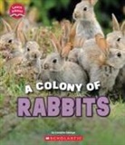 Danielle Denega - A Colony of Rabbits (Learn About: Animals)