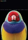 B. Martin Pedersen, B. Martin Pedersen - Graphis Journal Magazine 372