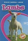 Anne Wendorff - Lambs