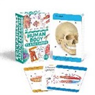 DK - Our World in Pictures Human Body Flash Cards