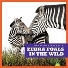 Marie Brandle - Zebra Foals in the Wild