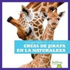 Marie Brandle - Crías de Jirafa En La Naturaleza (Giraffe Calves in the Wild)