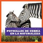 Marie Brandle - Potrillos de Cebra En La Naturaleza (Zebra Foals in the Wild)