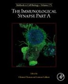 Immunological Synapse Part a