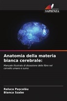 Raluca Pa_calau, Raluca Pa¿cal¿u, Bianca Szabo - Anatomia della materia bianca cerebrale:
