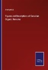 Anonymous - Figures and Descriptions of Canadian Organic Remains