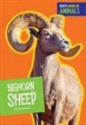 Jill Sherman - Bighorn Sheep