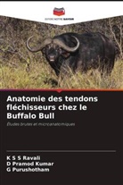 D Pramod Kumar, D. Pramod Kumar, G Purushotham, G. Purushotham, K S S Ravali - Anatomie des tendons fléchisseurs chez le Buffalo Bull