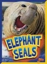 Gail Terp - Elephant Seals