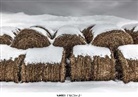 Bruce Haley, Haley Bruce - Winter