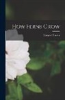 Margaret Slosson - How Ferns Grow