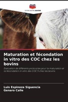 Genaro Calle, Luis Espinoza Siguencia - Maturation et fécondation in vitro des COC chez les bovins