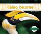 Grace Hansen - Calao Bicorne (Great Hornbills)