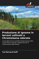 Yao Bernard Koffi - Produzione di igname in terreni coltivati a Chromolaena odorata