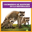 Katie Chanez, N/A - Cachorros de Mapache En La Naturaleza (Raccoon Cubs in the Wild)