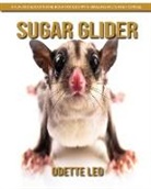 Odette Leo - Sugar Glider