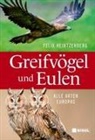 Felix Heintzenberg - Greifvögel und Eulen