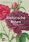 Sofia Blind - Historische Rosen