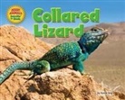 Karen Ang - Collared Lizard