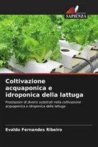 Evaldo Fernandes Ribeiro - Coltivazione acquaponica e idroponica della lattuga