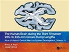 Joseph Altman, Altman Joseph, Shirley A. Bayer, Shirley A. (Indianapolis Bayer, Shirley A. Altman Bayer, Bayer Shirley A. - Human Brain During the Third Trimester 225 to 235mm Crown-Rump Lengths