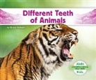 Grace Hansen - Different Teeth of Animals