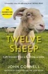 John Connell - Twelve Sheep