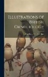 Anonymous - Illustrations of British Ornithology: Land Birds. - V. 2. Water Birds