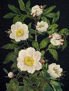 Editors of Chartwell Books - Blooming Flowers Journal